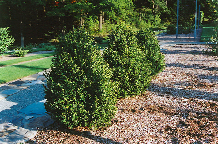 Green Mountain Boxwood (Buxus 'Green Mountain') at Rutgers Landscape & Nursery