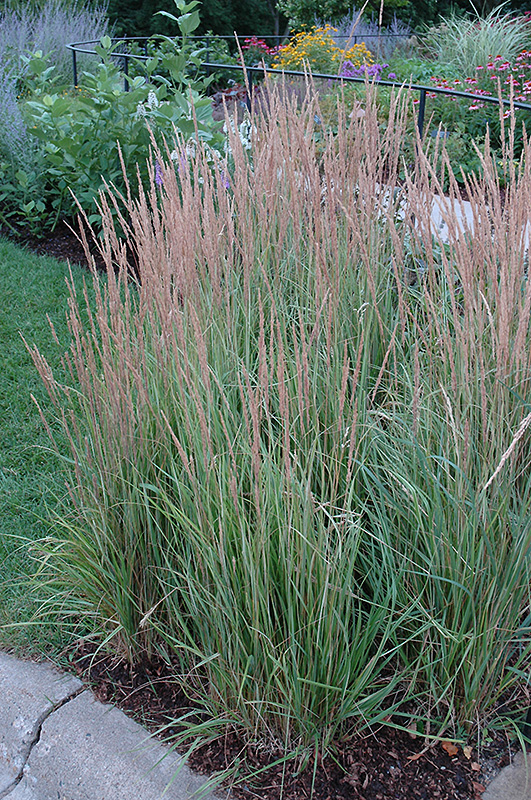 Variegated Reed Grass (Calamagrostis x acutiflora 'Overdam') at Rutgers Landscape & Nursery