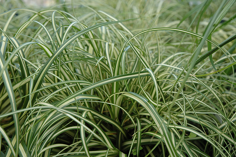 Evergold Variegated Japanese Sedge (Carex oshimensis 'Evergold') at Rutgers Landscape & Nursery