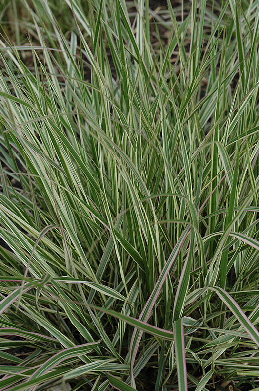 Variegated Reed Grass (Calamagrostis x acutiflora 'Overdam') at Rutgers Landscape & Nursery
