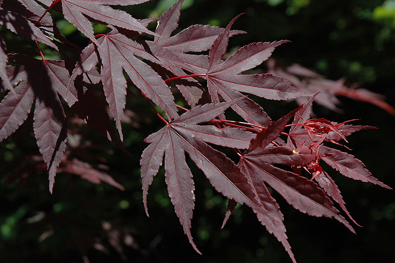 Crimson Prince Japanese Maple (Acer palmatum 'Crimson Prince') at Rutgers Landscape & Nursery