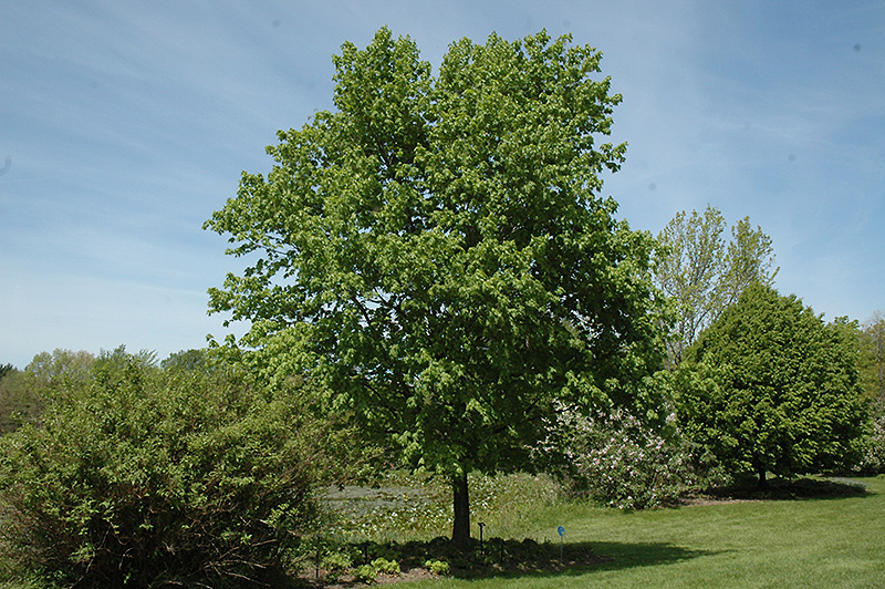 Commemoration Sugar Maple (Acer saccharum 'Commemoration') at Rutgers Landscape & Nursery