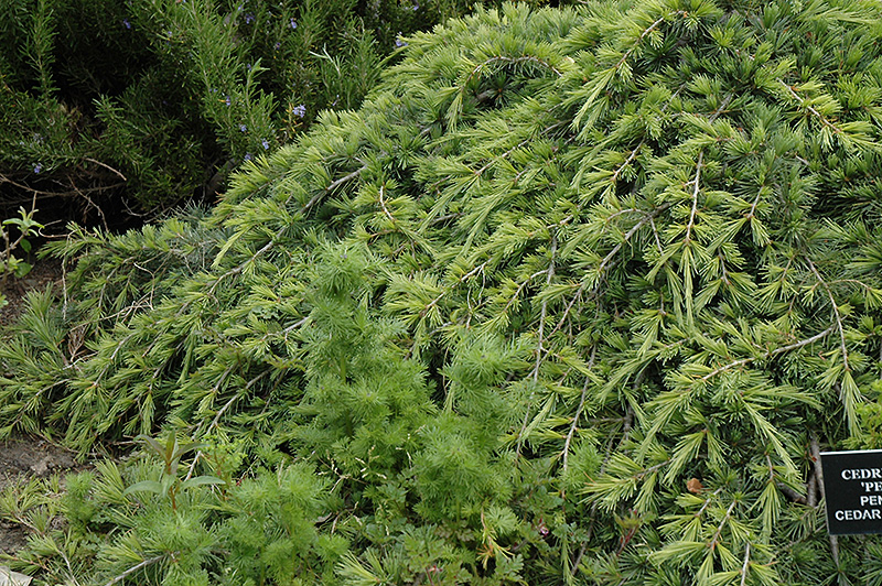 Weeping Cedar Of Lebanon Cedrus Libani Pendula In Ringoes Weeping Cedar Of Lebanon Cedrus Libani Pendula At Rutgers Landscape Nursery