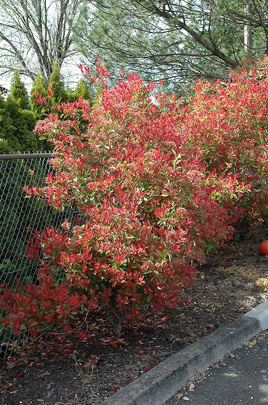 Fraser's Photinia (Photinia x fraseri) at Rutgers Landscape & Nursery