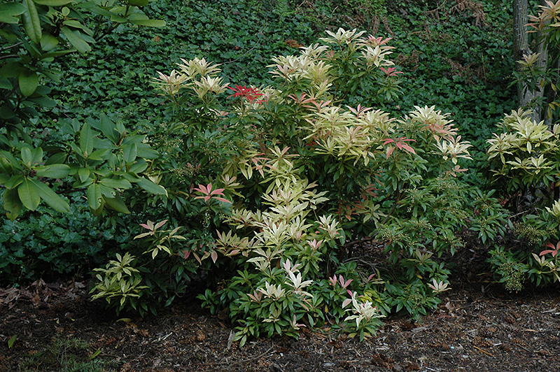 Forest Flame Andromeda (Pieris japonica 'Forest Flame') at Rutgers Landscape & Nursery