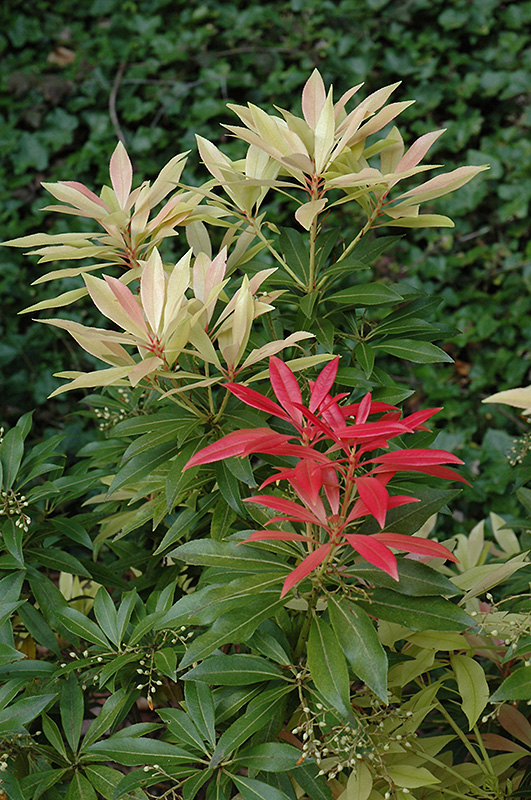 Forest Flame Andromeda (Pieris japonica 'Forest Flame') at Rutgers Landscape & Nursery