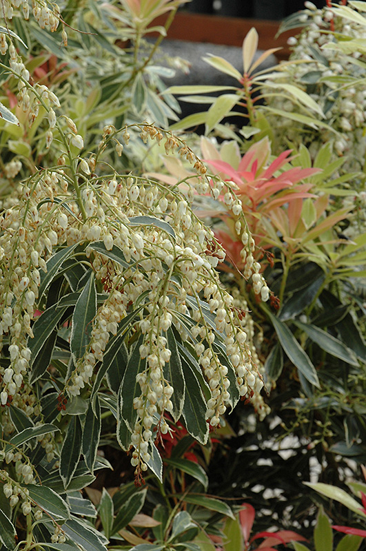 Flaming Silver Andromeda (Pieris japonica 'Flaming Silver') at Rutgers Landscape & Nursery