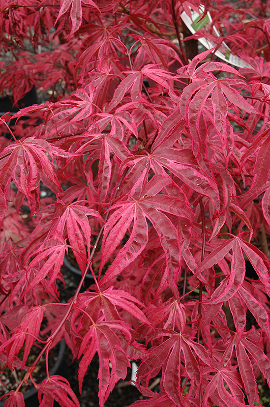 Shirazz Japanese Maple (Acer palmatum 'Gwen's Rose Delight') at Rutgers Landscape & Nursery