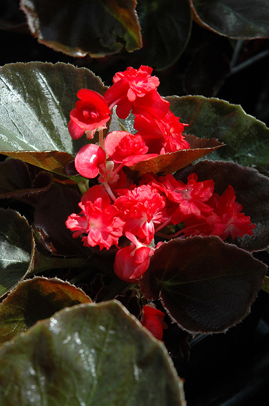 Doublet Red Begonia (Begonia 'Doublet Red') at Rutgers Landscape & Nursery