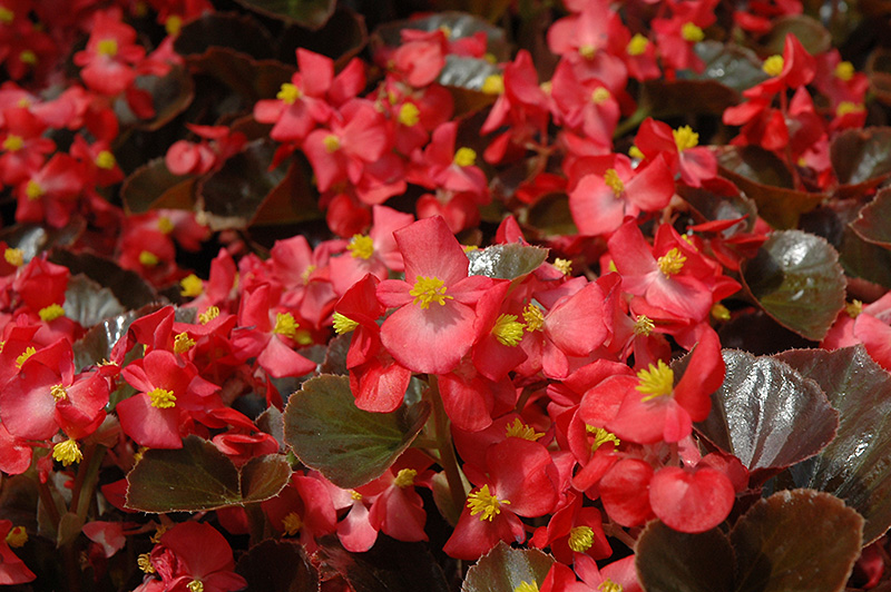 Harmony Scarlet Begonia (Begonia 'Harmony Scarlet') at Rutgers Landscape & Nursery