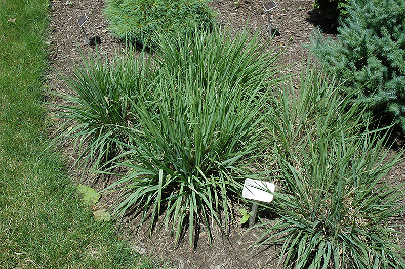 Purple Lovegrass (Eragrostis spectabilis) at Rutgers Landscape & Nursery