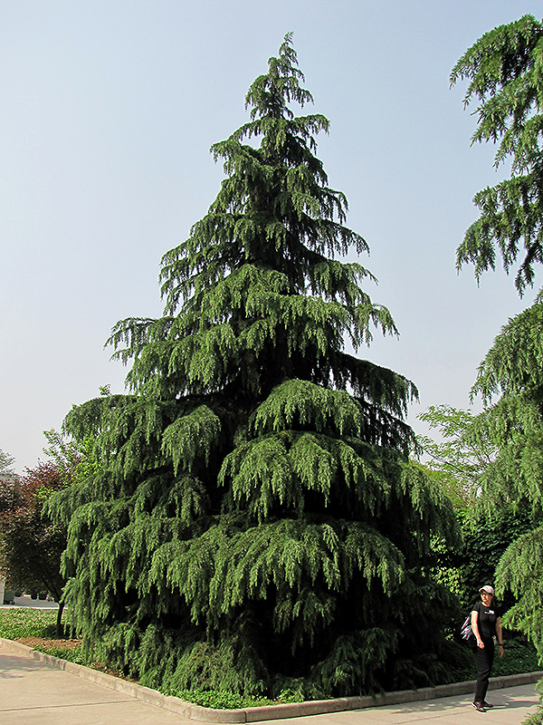 kashmir-deodar-cedar-cedrus-deodara-kashmir-in-ringoes-flemington