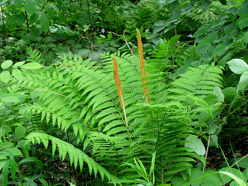 Cinnamon Fern (Osmunda cinnamomea) at Rutgers Landscape & Nursery