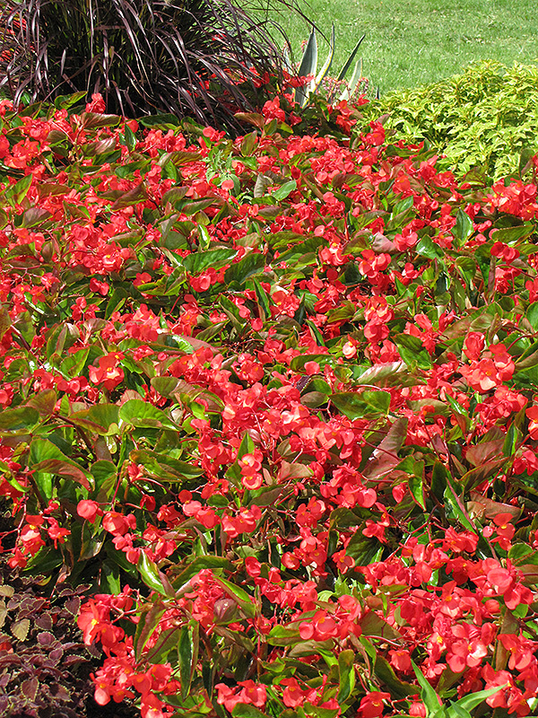 Dragon Wing Red Begonia (Begonia 'Dragon Wing Red') at Rutgers Landscape & Nursery