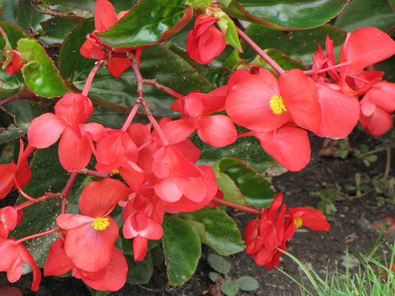 Dragon Wing Red Begonia (Begonia 'Dragon Wing Red') at Rutgers Landscape & Nursery