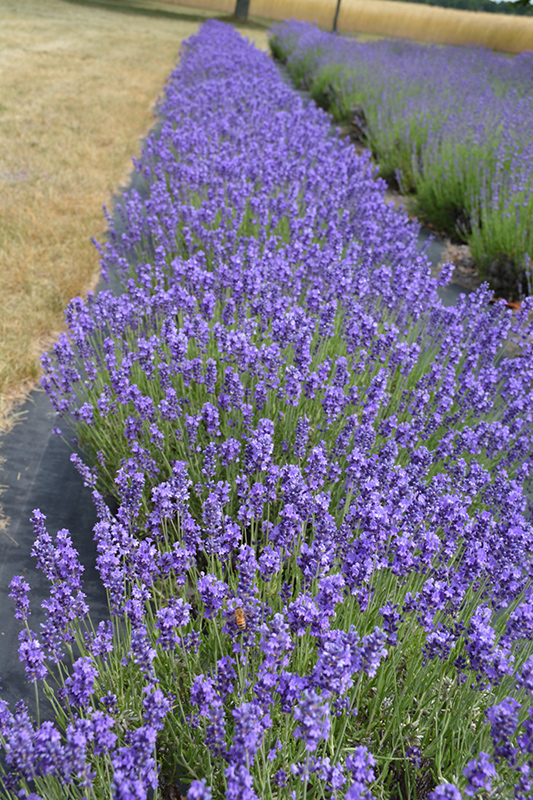 Hidcote Lavender (Lavandula angustifolia 'Hidcote') at Rutgers Landscape & Nursery