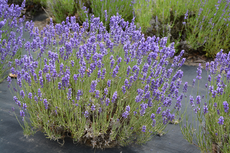 Hidcote Lavender (Lavandula angustifolia 'Hidcote') at Rutgers Landscape & Nursery