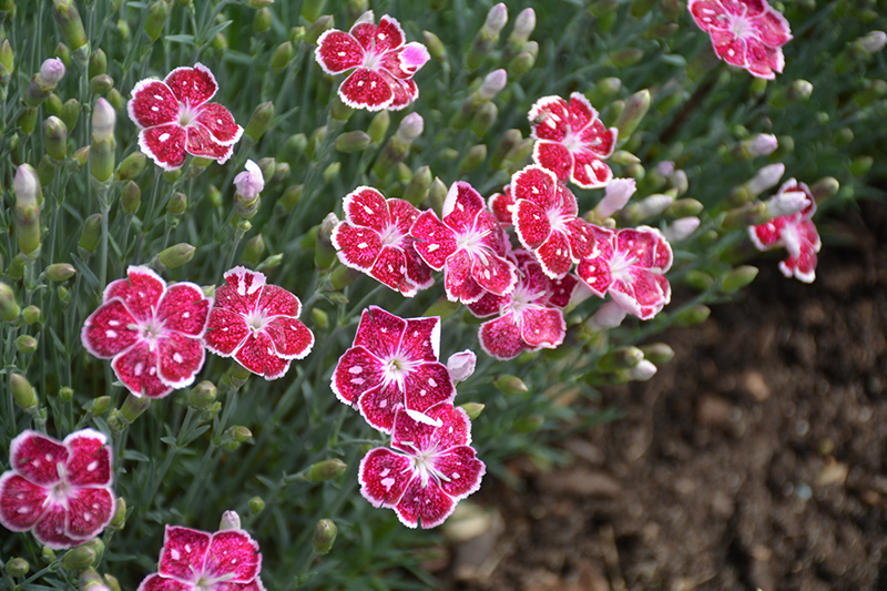 Fire And Ice Pinks (Dianthus 'Fire And Ice') at Rutgers Landscape & Nursery