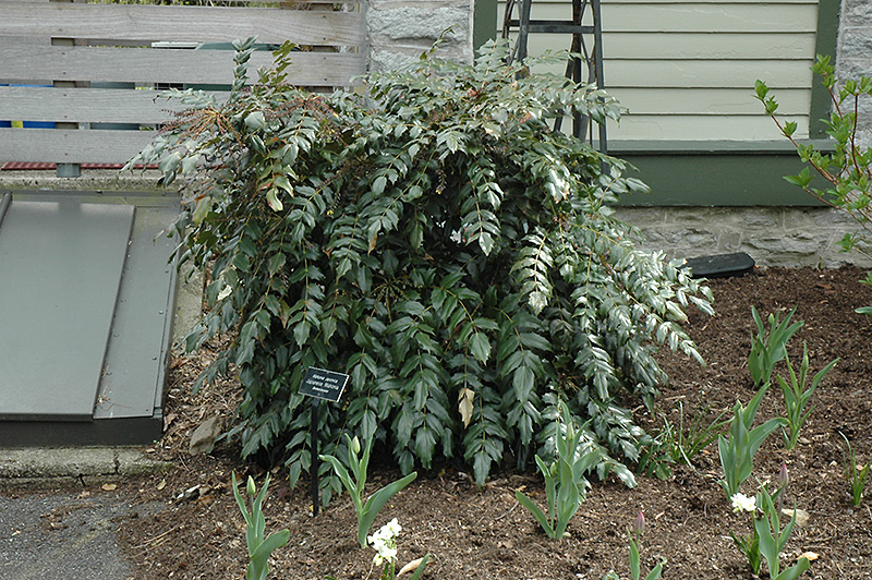 Japanese Mahonia (Mahonia japonica) at Rutgers Landscape & Nursery