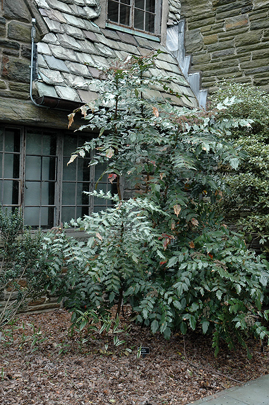Leatherleaf Mahonia (Mahonia bealei) at Rutgers Landscape & Nursery