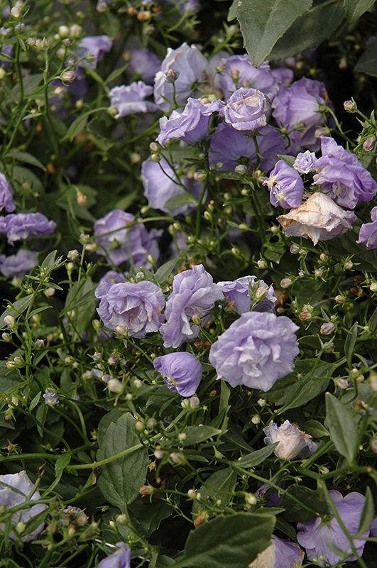 Blue Wonder Creeping Bellflower (Campanula cochleariifolia 'Blue Wonder') at Rutgers Landscape & Nursery