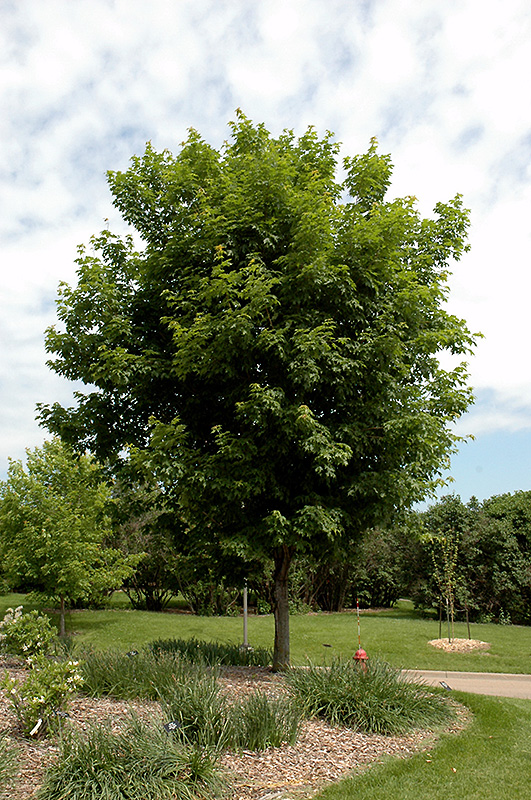 Sugar Maple (Acer saccharum) at Rutgers Landscape & Nursery