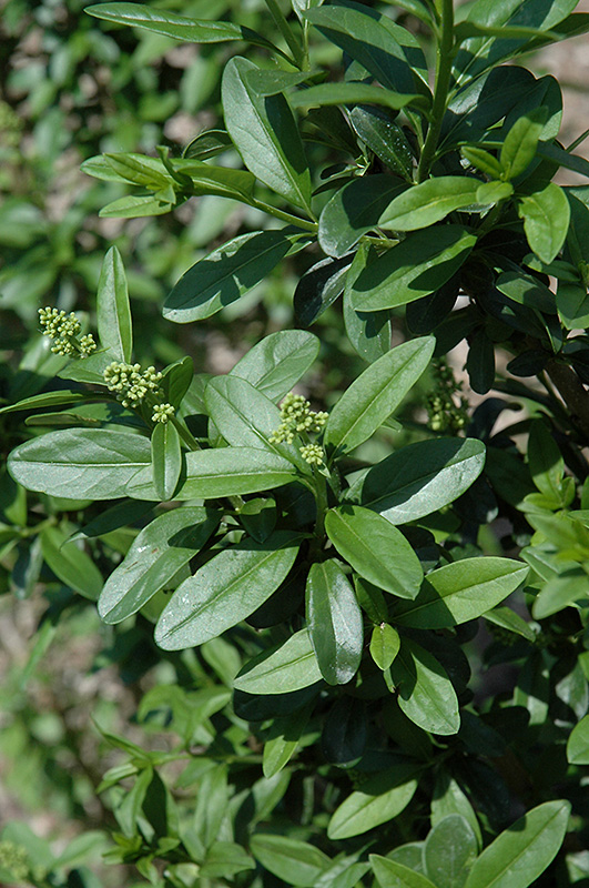 California Privet (Ligustrum ovalifolium) at Rutgers Landscape & Nursery