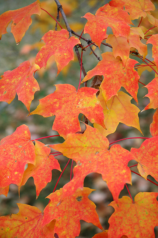 Sugar Maple (Acer saccharum) at Rutgers Landscape & Nursery