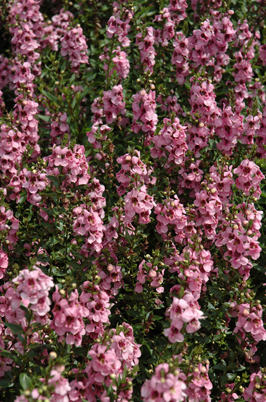 Serenita Pink Angelonia (Angelonia angustifolia 'Serenita Pink') at Rutgers Landscape & Nursery