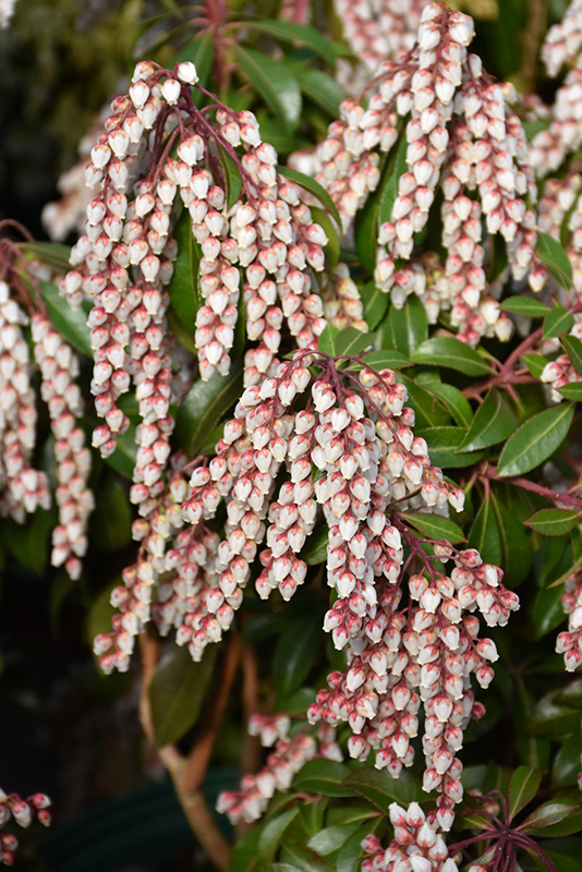 Winter flowers favorites: Amaryllis, Pieris japonica (aka Andromeda),  Daphne Odora.