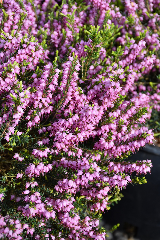 Mediterranean Pink Heath (Erica x darleyensis 'Mediterranean Pink') at Rutgers Landscape & Nursery