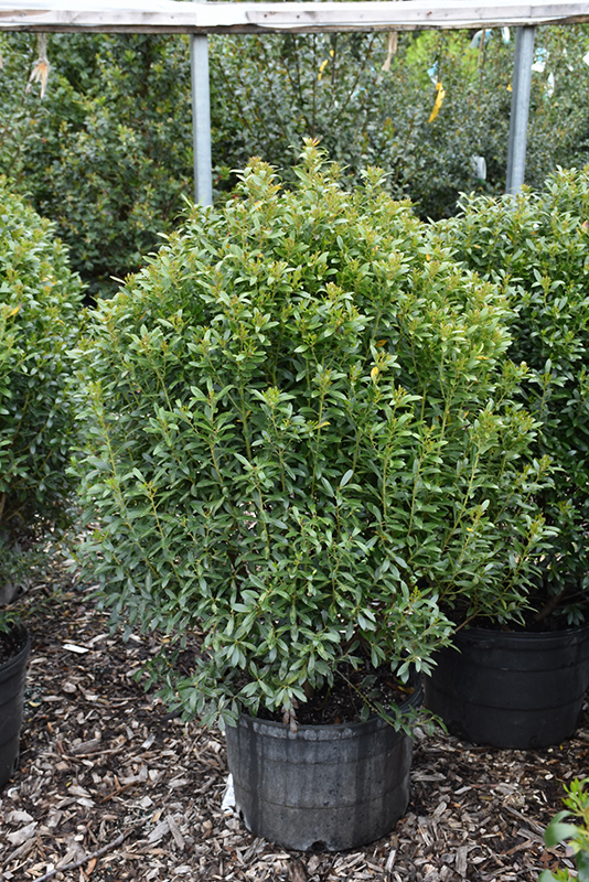 Compact Inkberry Holly (Ilex glabra 'Compacta') at Rutgers Landscape & Nursery
