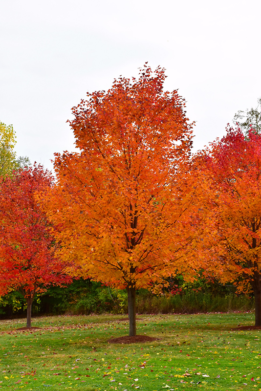 Commemoration Sugar Maple (Acer saccharum 'Commemoration') at Rutgers Landscape & Nursery