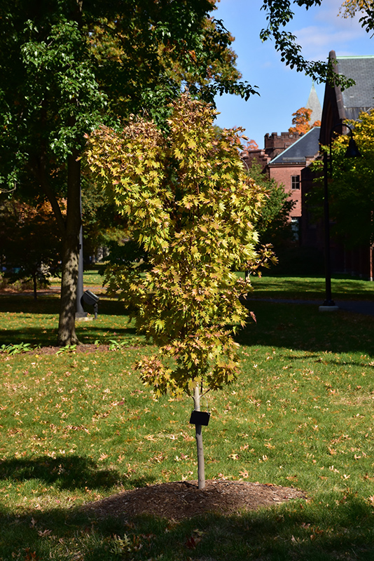 Jordan Full Moon Maple (Acer shirasawanum 'Jordan') at Rutgers Landscape & Nursery