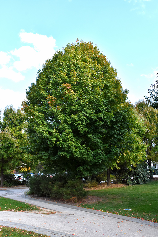 Legacy Sugar Maple (Acer saccharum 'Legacy') at Rutgers Landscape & Nursery