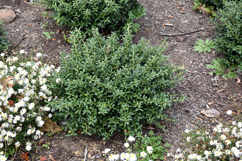 Soft Touch Japanese Holly (Ilex crenata 'Soft Touch') at Rutgers Landscape & Nursery