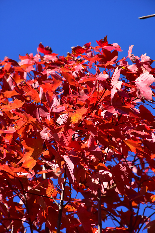 October Glory Red Maple (Acer rubrum 'October Glory') at Rutgers Landscape & Nursery