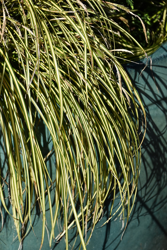 EverColor Eversheen Japanese Sedge (Carex oshimensis 'Eversheen') at Rutgers Landscape & Nursery