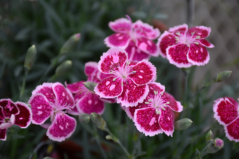 Fire And Ice Pinks (Dianthus 'Fire And Ice') at Rutgers Landscape & Nursery