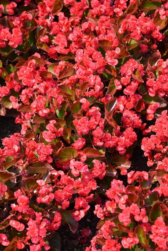 Doublet Red Begonia (Begonia 'Doublet Red') at Rutgers Landscape & Nursery