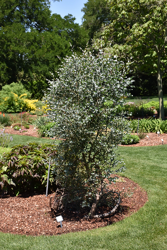 Silver Drop Cider Gum (Eucalyptus gunnii 'Silver Drop') at Rutgers Landscape & Nursery