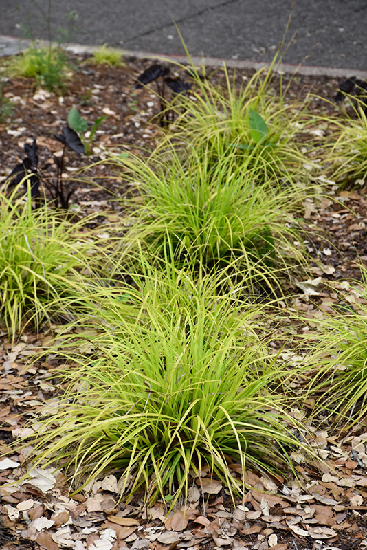 EverColor Everillo Japanese Sedge (Carex oshimensis 'Everillo') at Rutgers Landscape & Nursery