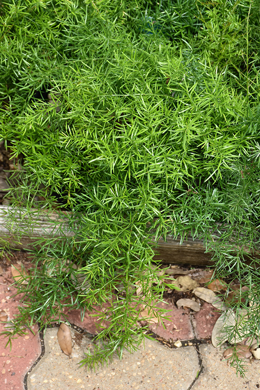 Sprengeri Asparagus Fern (Asparagus densiflorus 'Sprengeri') at Rutgers Landscape & Nursery