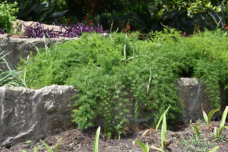 Sprengeri Asparagus Fern (Asparagus densiflorus 'Sprengeri') at Rutgers Landscape & Nursery