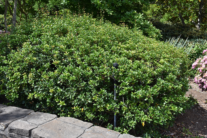 Gulftide Osmanthus (Osmanthus heterophyllus 'Gulftide') at Rutgers Landscape & Nursery