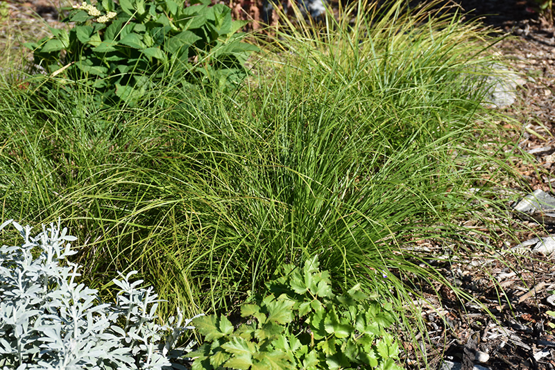 Pennsylvania Sedge (Carex pensylvanica) at Rutgers Landscape & Nursery