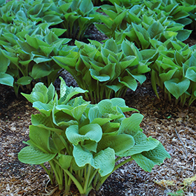 Plant Photo 10
