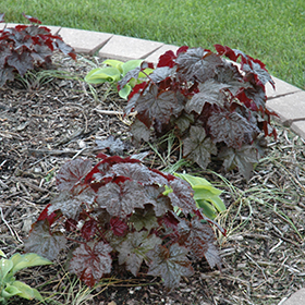 coral bells landscape