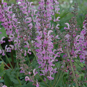 Plant Photo 8