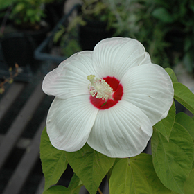 Plant Photo 2